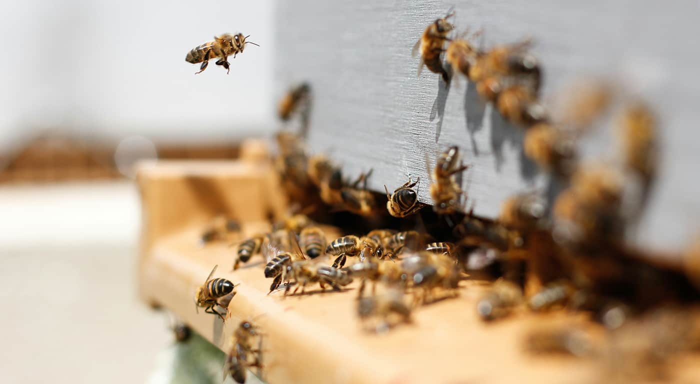 The surprising benefits of urban beekeeping...