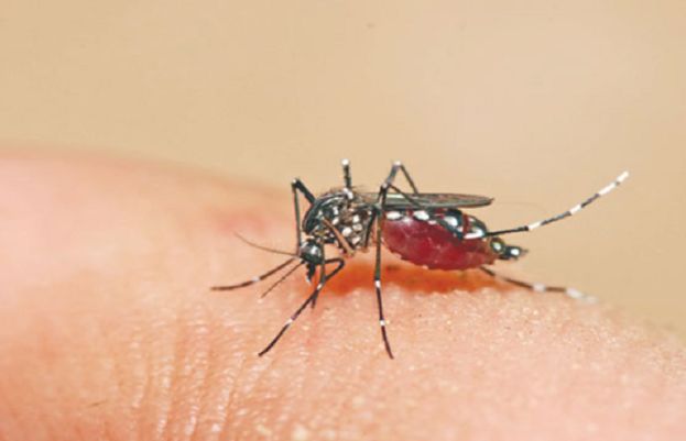 Dengue fever claims life of young...