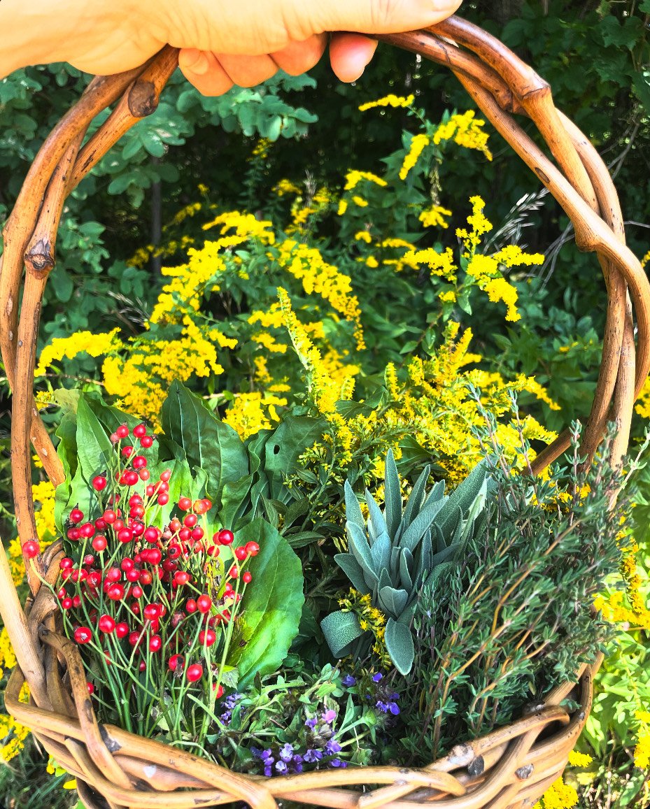 How to be a Bioregional Herbalist...