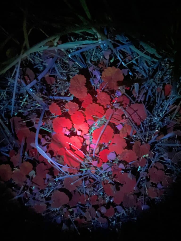 Magical Nighttime Plant Walk: Viewing the...