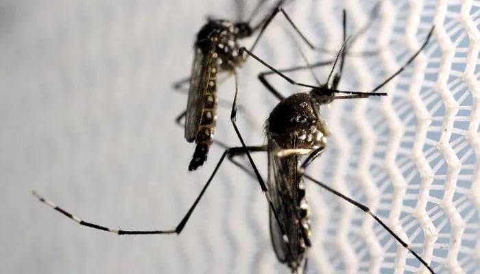 Sindh reports first death from dengue...