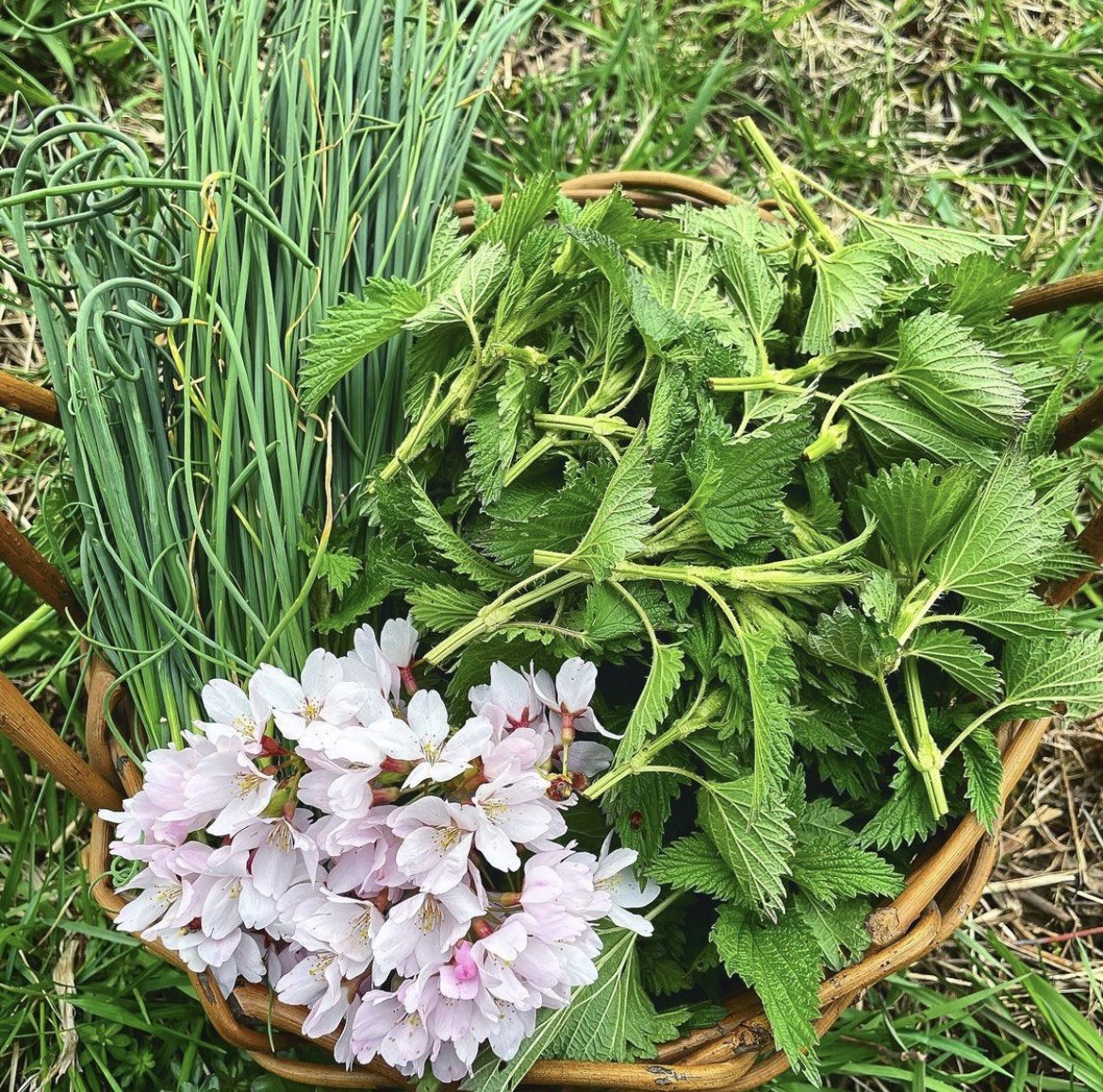 The Medicine of Stinging Nettles —...